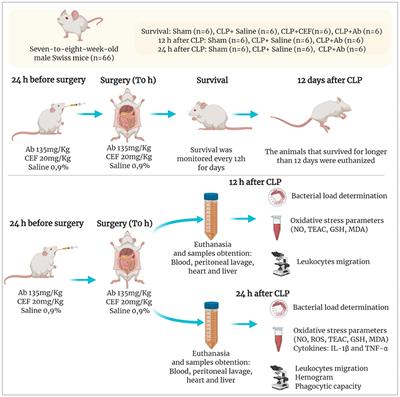 Agaricus brasiliensis Mushroom Protects Against Sepsis by Alleviating Oxidative and Inflammatory Response